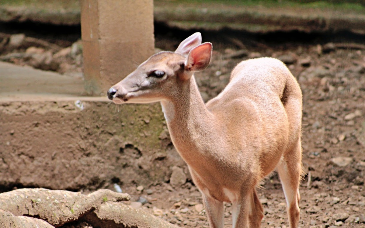 Mueren 7 animales tras el cierre de los zoológicos en Costa Rica