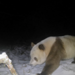 Raro oso panda pardo