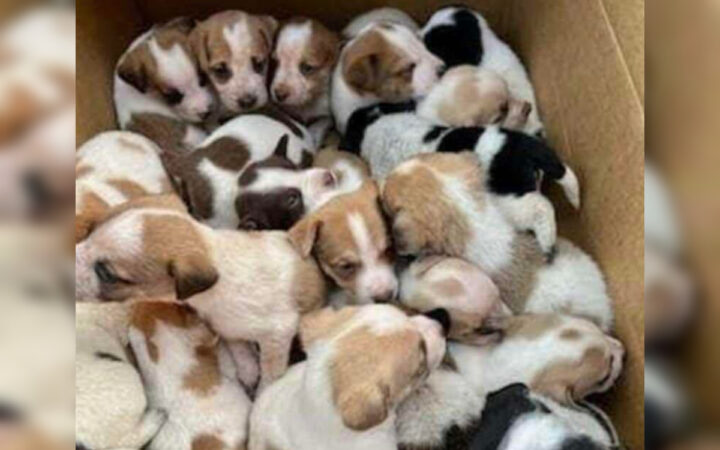 Salvan a 30 cachorritos abandonados en una caja Salvan a 30 cachorritos abandonados en una caja