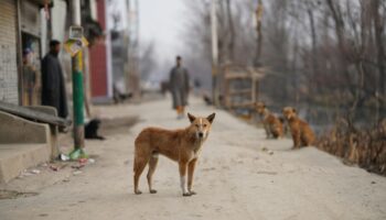 Turquía podría sacrificar a 4 millones de perros callejeros si no se les encuentra dueño