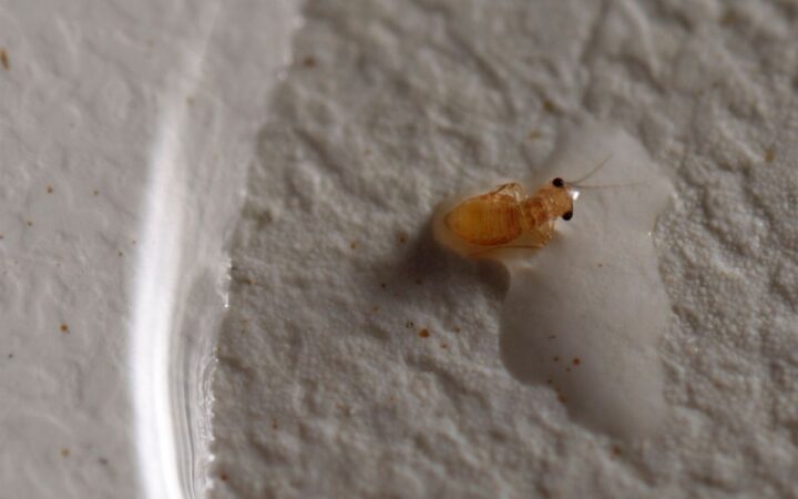 Piojos del cuerpo humano son potentes transmisores de la peste: estudio Piojos del cuerpo humano son potentes transmisores de la peste: estudio