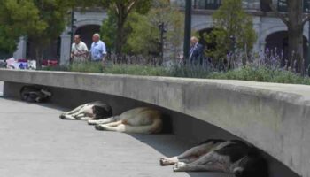 Tercera ola de calor 2024: ¡Más de 45 grados para este domingo!