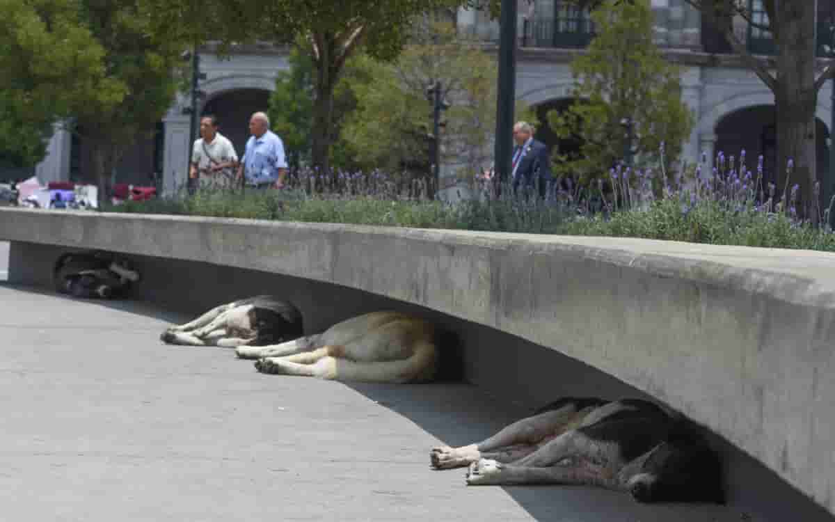 Tercera ola de calor 2024: ¡Más de 45 grados para este domingo!