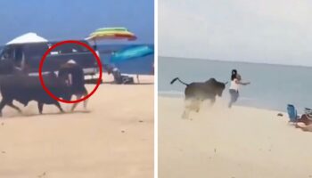 Toro causa pánico y embiste a turista en playa de Baja California Sur | Video