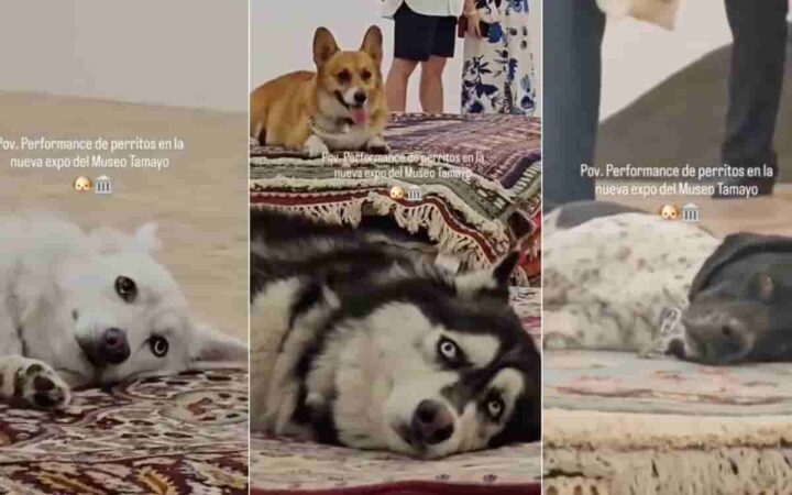 PAOT: INBAL se compromete a no volver a usar animales en futuras exposiciones y eventos | Video