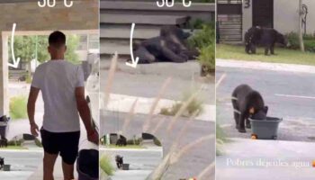 Video | Maxi Meza da agua a los osos fuera de su casa ante intenso calor