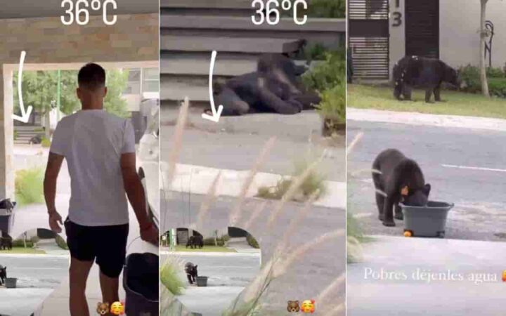 Video | Maxi Meza da agua a los osos fuera de su casa ante intenso calor Video | Maxi Meza da agua a los osos fuera de su casa ante intenso calor