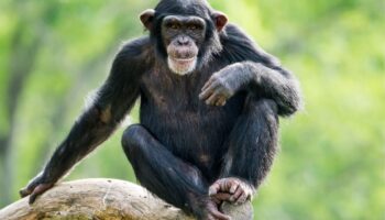 Chimpancés salvajes ingieren plantas medicinales que tratan enfermedades y heridas