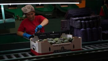 EU reinicia inspecciones a aguacate y mango: Ken Salazar