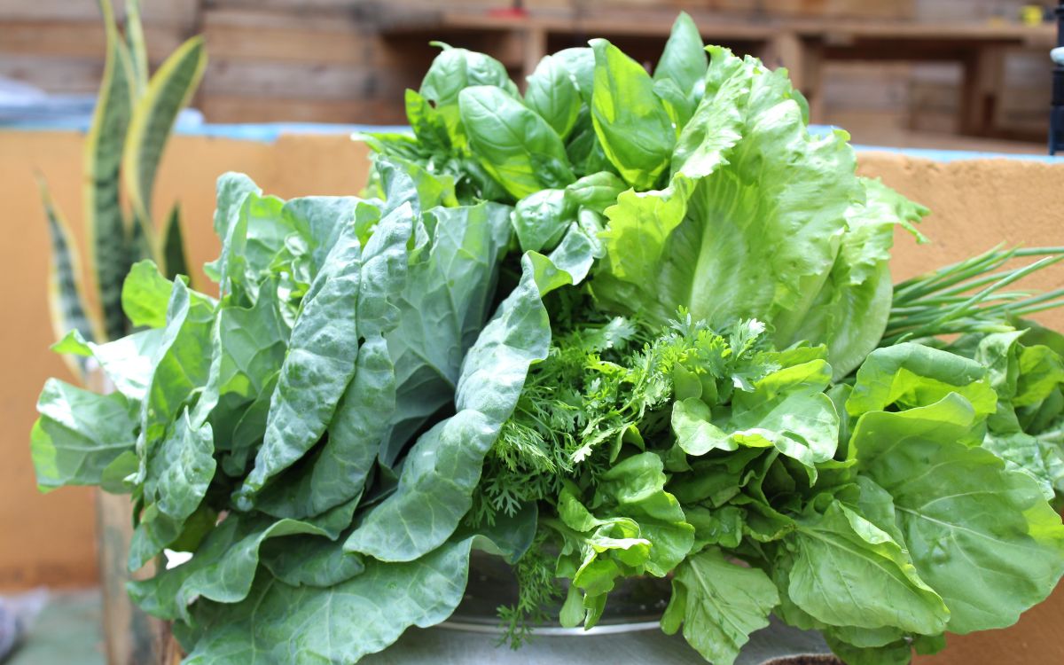 ¿Qué es la acelga y para qué sirve? ¿Qué es la acelga y para qué sirve?