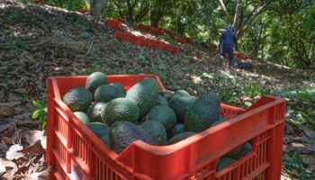 Productores de aguacate buscan reactivar exportaciones de Michoacán a EU