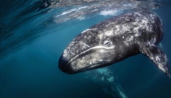 Ballenas grises del Pacífico han menguado un 13% en lo que va de siglo