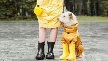 ¿Cómo proteger a tu perro en esta temporada de lluvias?