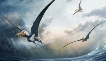 Huesos de hace 100 millones de años desvelan nueva especie de saurio volador de más de 4 metros