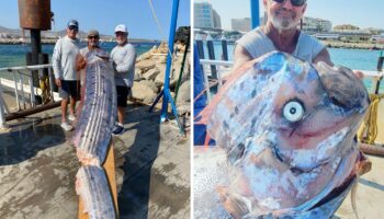 Capturan a gigantesco pez 'terremoto' en costas de Baja California Sur | Fotos