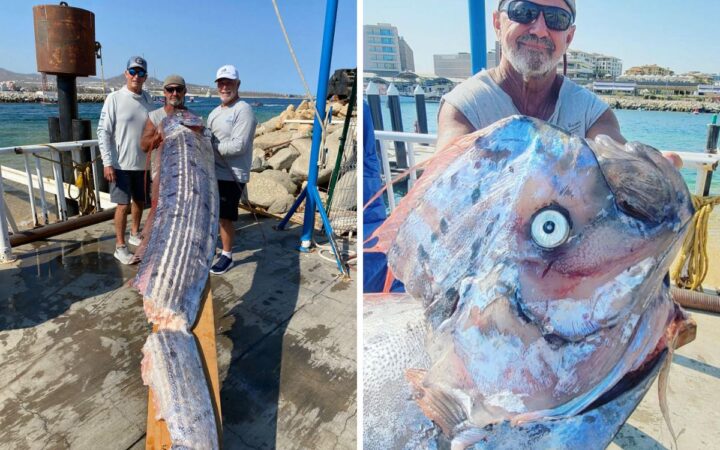 Capturan a gigantesco pez 'terremoto' en costas de Baja California Sur | Fotos