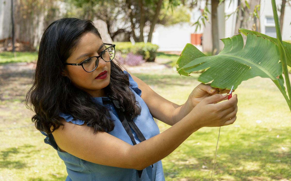 Científica mexicana produce música generada con sonidos de las plantas Científica mexicana produce música generada con sonidos de las plantas