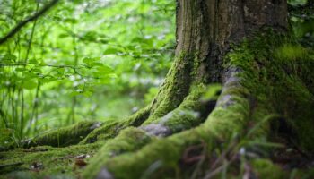 Identifican casi un millón de potenciales antibióticos en la naturaleza: investigación