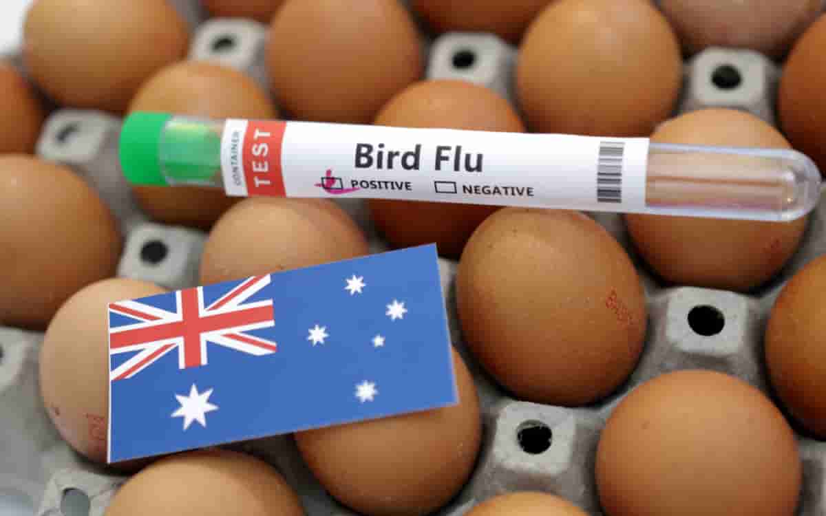 WHO confirms first case of bird flu in Australia
