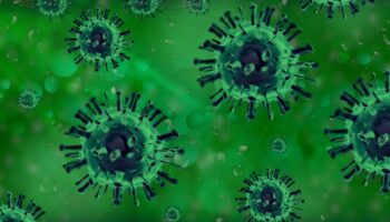 México activa protocolo sanitario por presencia de influenza aviar en una granja en Nuevo León