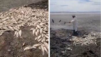 Grave sequía provoca muerte masiva de peces en Chihuahua | Video