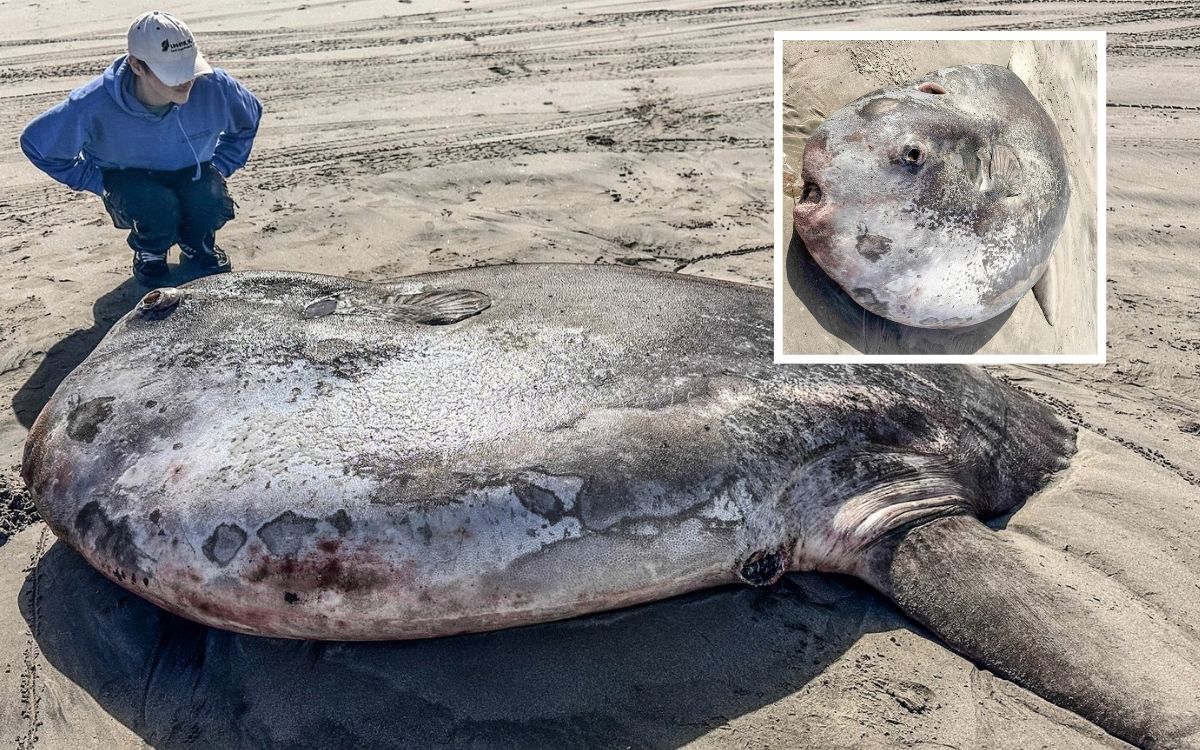 Encuentran enorme pez 'luna' en las costas de Oregon | Fotos Encuentran enorme pez 'luna' en las costas de Oregon | Fotos