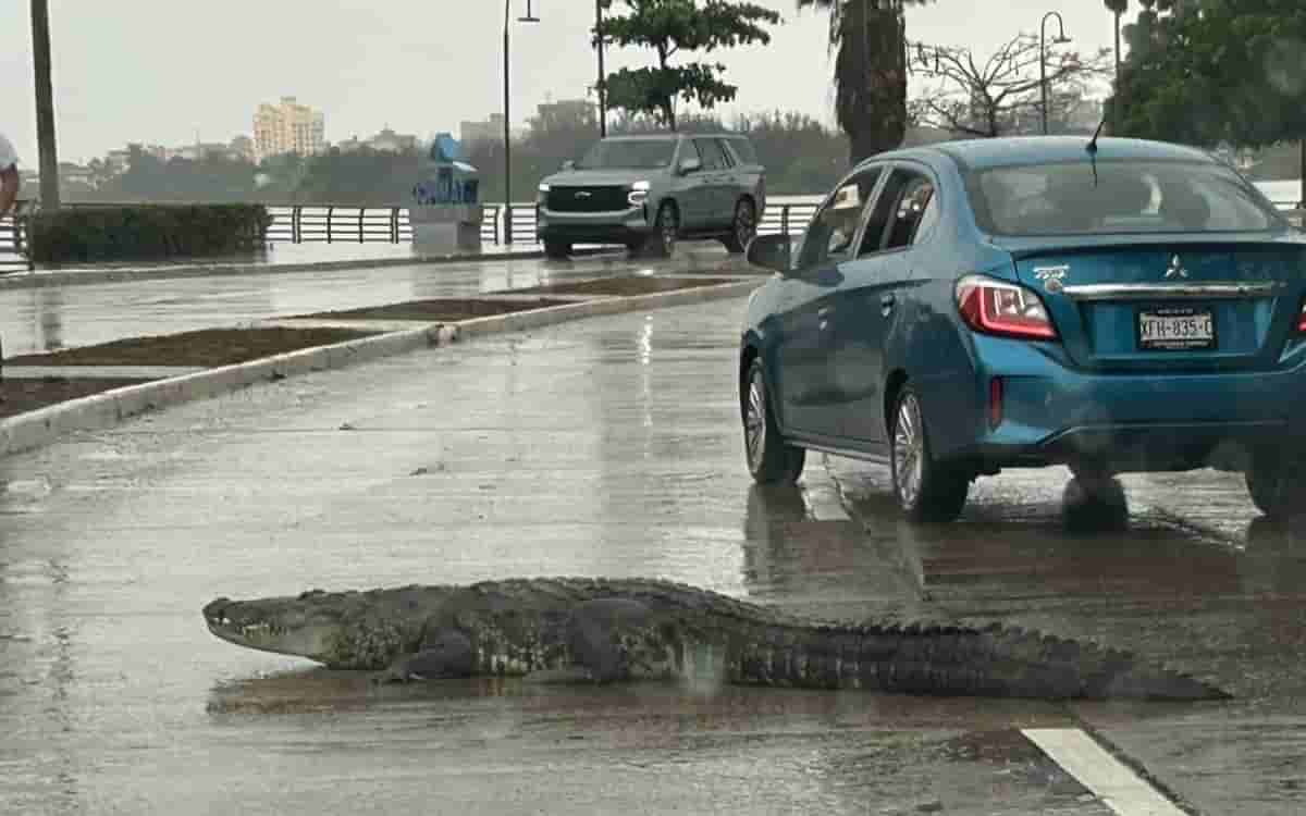 Video | Cocodrilo pasea en calles de Tampico y detiene el tráfico