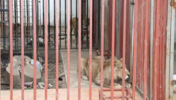 Aseguran dos leones en Morelos; serían de la Familia Michoacana, apunta la Fiscalía