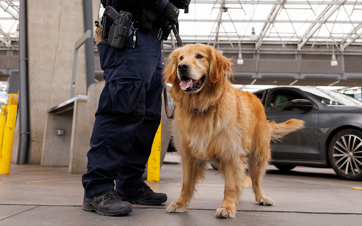 Goose, a golden retriever, is fighting fentanyl in the US