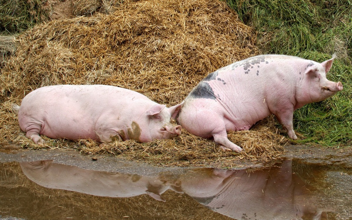 Woman Receives Kidney From Pig, Dies 3 Months Later