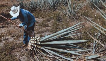Balanza agroalimentaria de México registra superávit de 4,890 mdd de enero a mayo