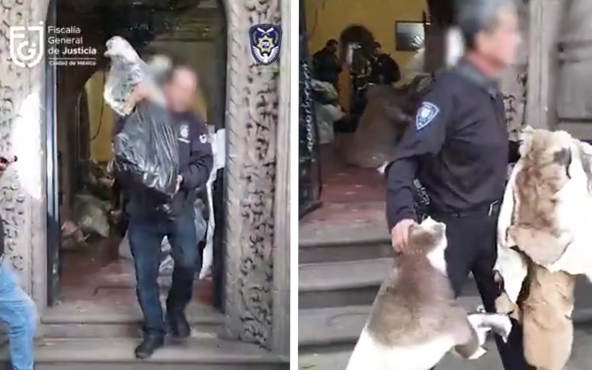 Fiscalía CDMX asegura piezas y pieles de animales protegidos durante cateo en Cuauhtémoc Fiscalía CDMX asegura piezas y pieles de animales protegidos durante cateo en Cuauhtémoc