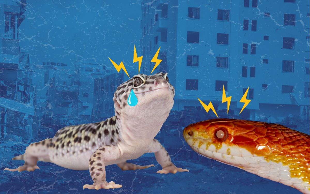 Gecko y serpiente. Animales estresados y con ansiedad por la guerra