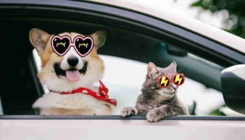 Uber anuncia alianza con Adopta.MX para promover adopción de animales