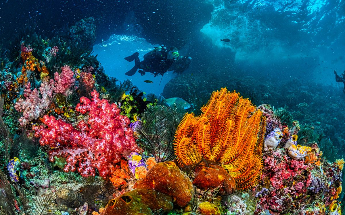 US forgives Indonesia  million debt in exchange for coral protection