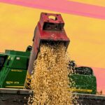 Cosecha maíz y sistema alimentario