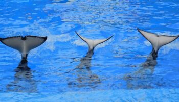 ¿Qué tienen en común los delfines y las ballenas?