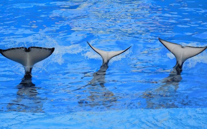 ¿Qué tienen en común los delfines y las ballenas?