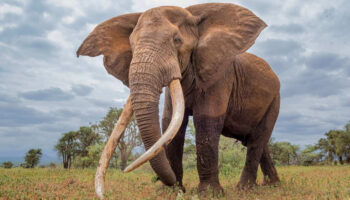 Aplasta elefante a turista español en parque nacional de Sudáfrica