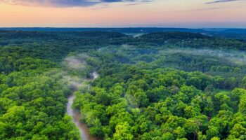 Los bosques del mundo perdieron más de 400 millones de hectáreas entre 1990 y 2020