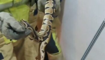 Joven encuentra serpiente de gran tamaño detrás de su cama en Sevilla