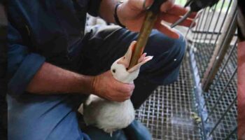 ¡Fuera el foie gras! La cruel comida de los Juegos Olímpicos París 2024