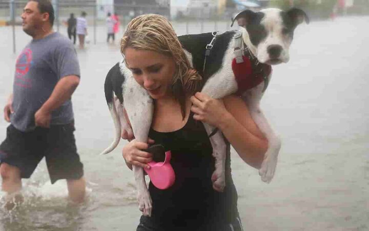 ¿Cómo cuidar a tu perro o gato durante un huracán? ¿Cómo cuidar a tu perro o gato durante un huracán?