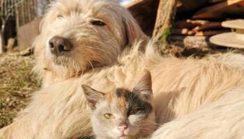 Huracán Beryl: ¿Dónde están los refugios para animales de compañía en Quintana Roo?