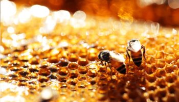 ¿Cómo saber si la miel que compras es realmente de abeja?