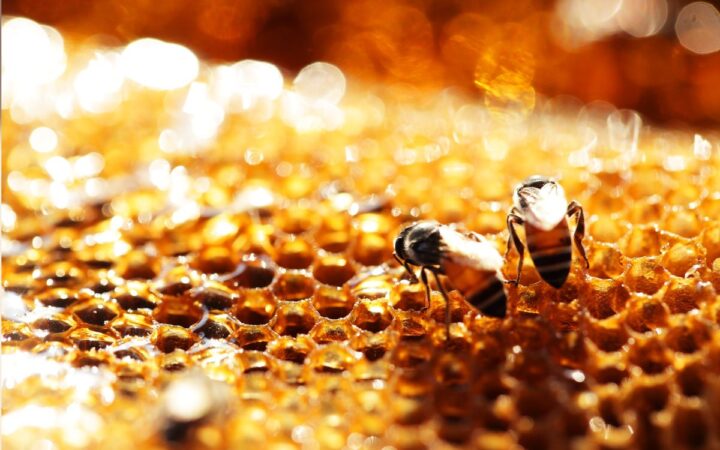 ¿Cómo saber si la miel que compras es realmente de abeja? ¿Cómo saber si la miel que compras es realmente de abeja?