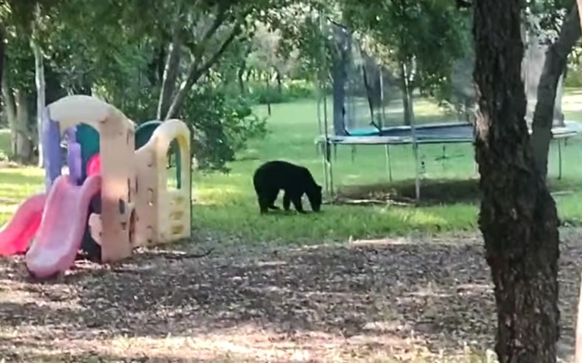 Oso sorprende paseando en colonia de Monterrey | Videos