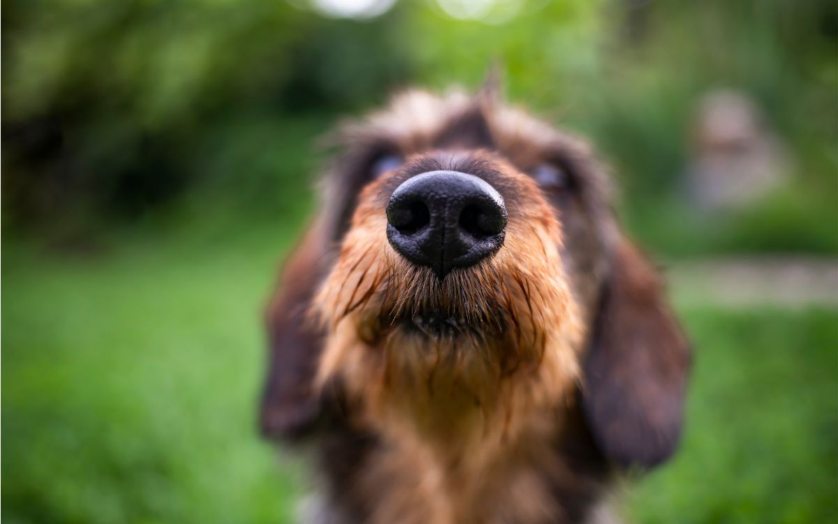 Los perros se vuelven más negativos al oler el estrés humano, según un estudio