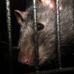 Rat Pack, NY, ratas