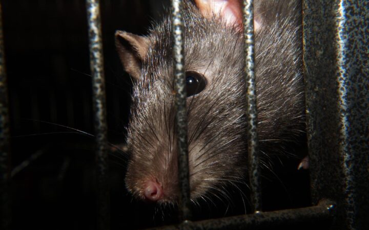 Ratas de rescate podrían localizar sobrevivientes tras sismos Ratas de rescate podrían localizar sobrevivientes tras sismos
